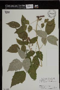 Rubus occidentalis image