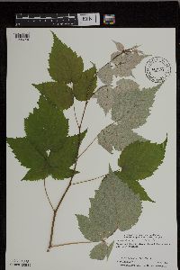 Rubus occidentalis image