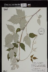 Rubus occidentalis image