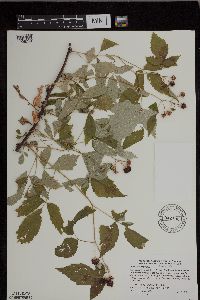 Rubus occidentalis image