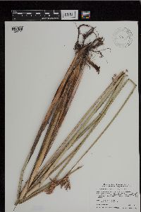 Schoenoplectus acutus image