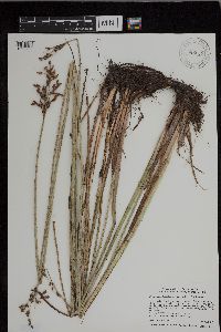 Schoenoplectus tabernaemontani image