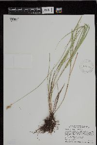 Carex brevior image