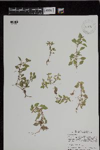 Ludwigia palustris image