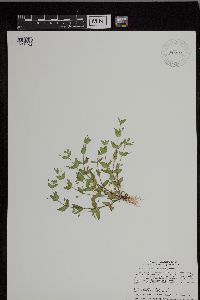 Lindernia dubia image