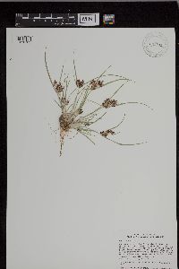 Cyperus diandrus image