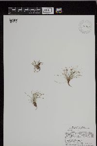 Lipocarpha micrantha image