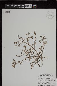 Portulaca oleracea image