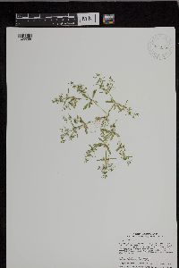 Mollugo verticillata image
