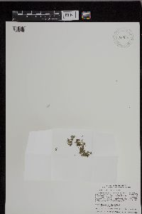 Azolla mexicana image