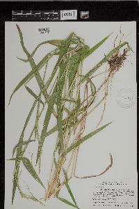 Leersia oryzoides image