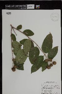 Cephalanthus occidentalis image