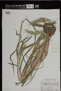 Echinochloa walteri image