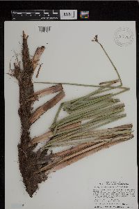 Schoenoplectus tabernaemontani image