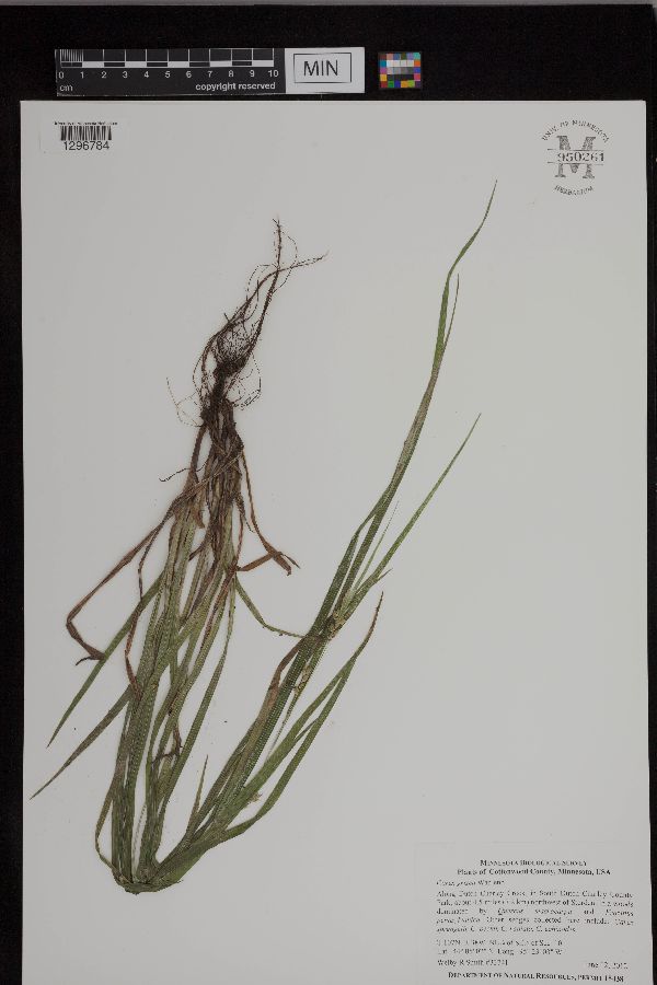 Carex grisea image