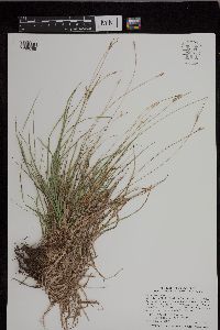 Carex peckii image