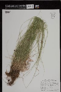 Carex radiata image
