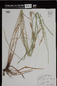 Carex laeviconica image