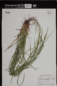 Carex grisea image