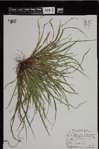 Carex grisea image
