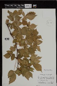Rubus heterophyllus image