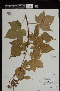 Rubus heterophyllus image