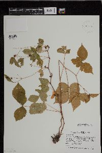 Rubus heterophyllus image