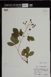 Rubus superioris image