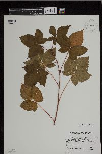 Rubus superioris image