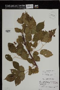 Rubus superioris image
