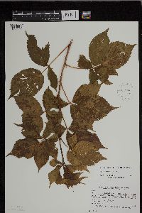 Rubus superioris image