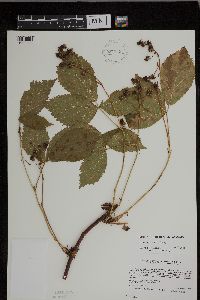Rubus superioris image