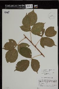 Rubus superioris image