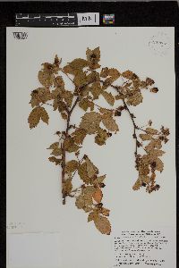 Rubus heterophyllus image