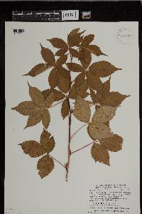 Rubus heterophyllus image