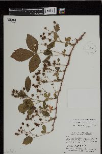 Rubus superioris image