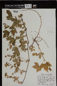 Rubus heterophyllus image