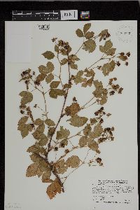 Rubus heterophyllus image