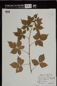Rubus heterophyllus image