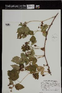 Rubus heterophyllus image