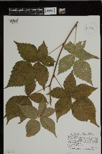 Rubus heterophyllus image