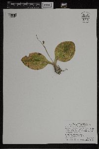 Media resource of Liparis liliifolia