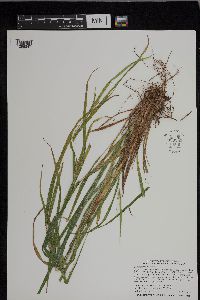 Carex grisea image
