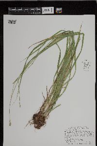 Carex cephaloidea image