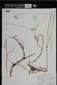 Eriophorum gracile image
