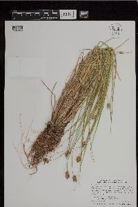 Carex bebbii image
