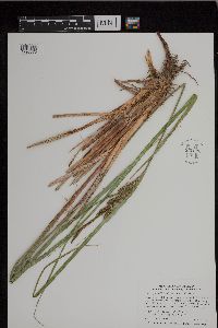 Carex aquatilis var. substricta image