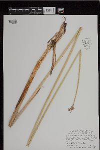 Schoenoplectus acutus image