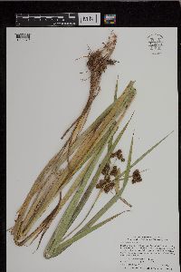 Scirpus atrocinctus image