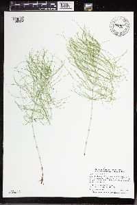 Equisetum pratense image